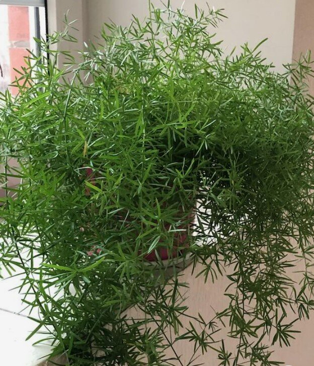 Аспарагус и его кудряшки