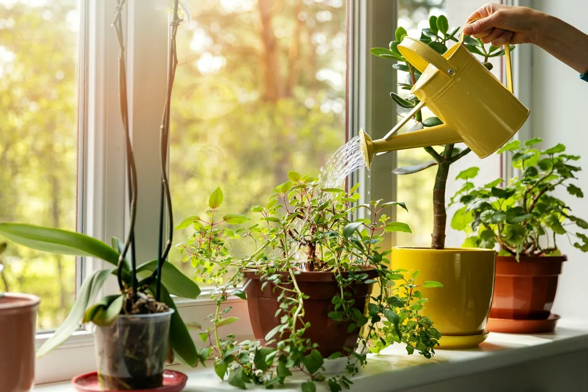 Эффективные домашние подкормки для комнатных растений из подручных средств