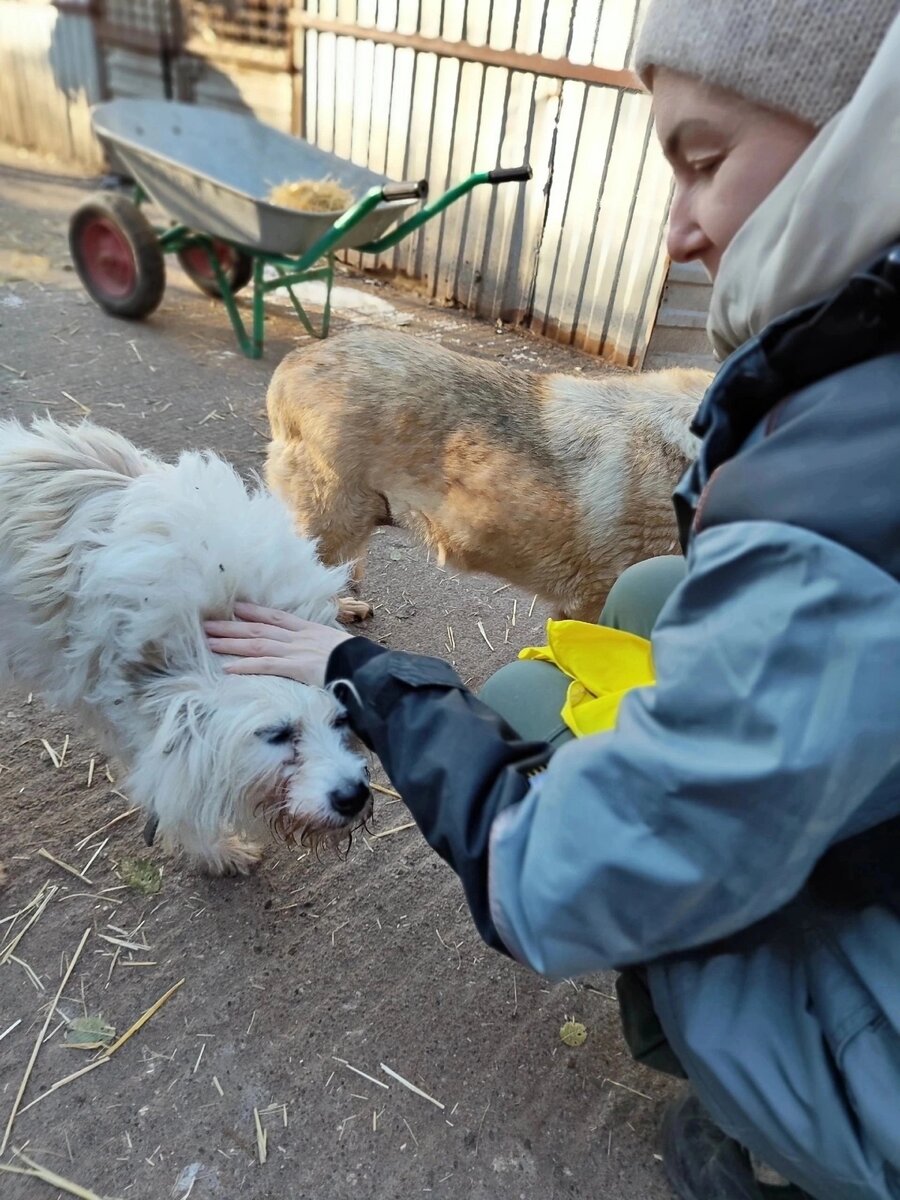 В холодное зимнее время, расход продуктов идет больше, собаки всё живут в будках 24/7. В это холодное зимнее время года нашим собакам необходимо больше пищи, чтобы сохранять тепло.-2