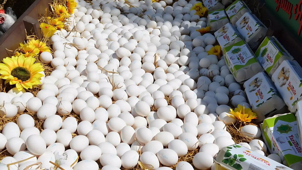     Куриные яйца продолжают ежедневно дорожать. Стоит ли покупать такой капризный продукт впрок? Это опасно, предупреждают эксперты. При неправильном выборе или приготовлении яйца могут быть смертельно опасными. Как съесть яйцо и не пострадать — напоминают «НИ».