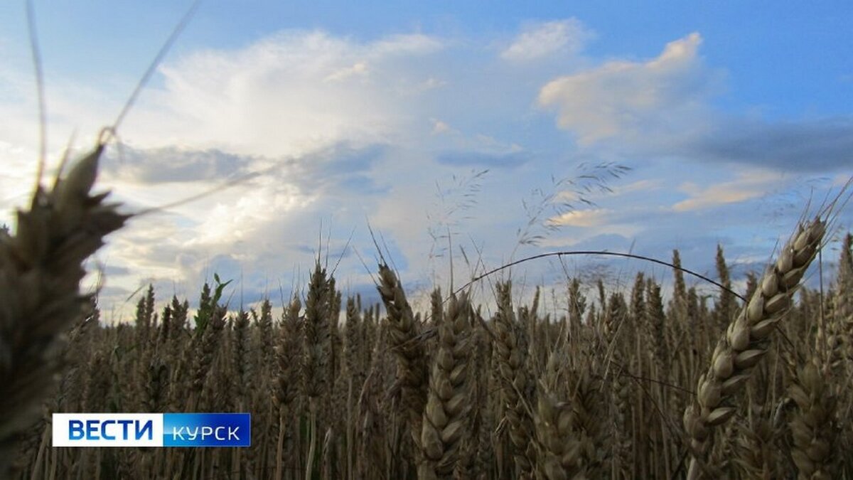    Сельское хозяйство Курской области получило поддержку из федерального бюджета