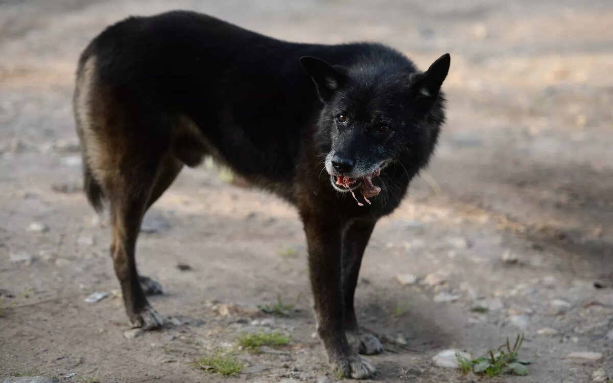 © Sputnik / Константин Чалабов