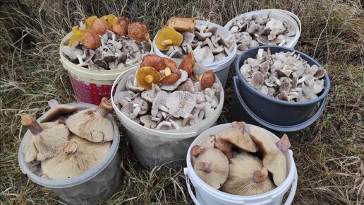 Грибов немерено, землянисто серая рядовка или мышата, сбор грибов 2023 ...