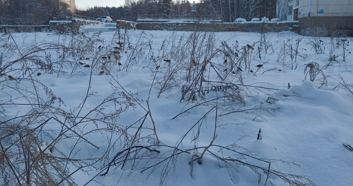 А воробьи прекрасно отражают хаос в моей голове
