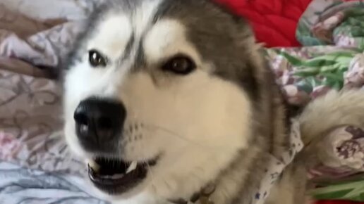 🐺Хаски Блогер📸 | А это её первые ‼️разговорчики после операции🥰😁#хаски ...