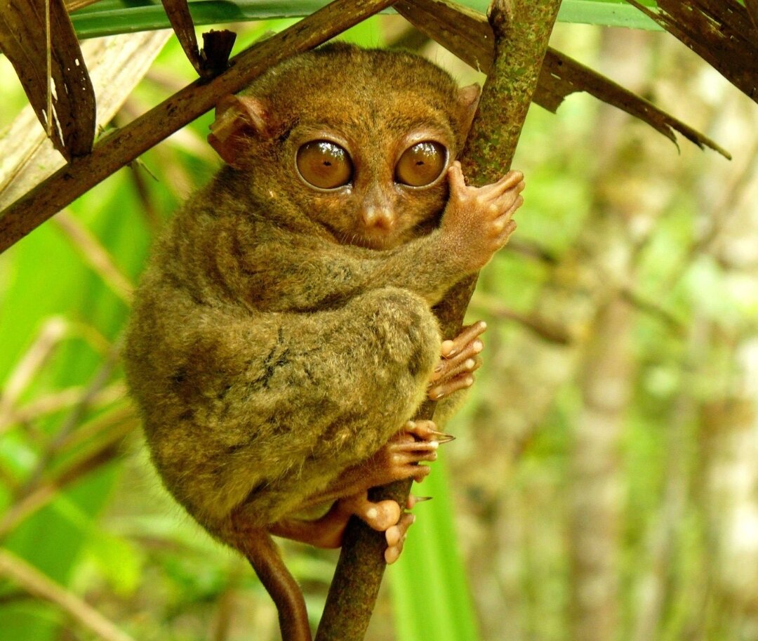 Парк морн сейшелы. Топ 5 удивительных. Гора рорайма бразилия. Топ 5 удивительных. Гранд-каньон (штат аризона).