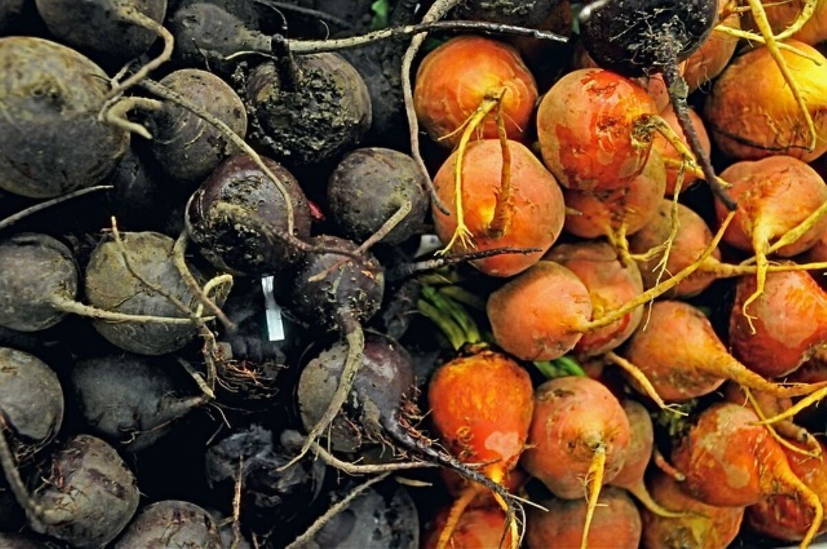    Каждая 10-я ложка сахара на столах россиян - курская