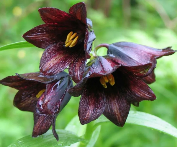 Рябчик камчатский. Фото из инета