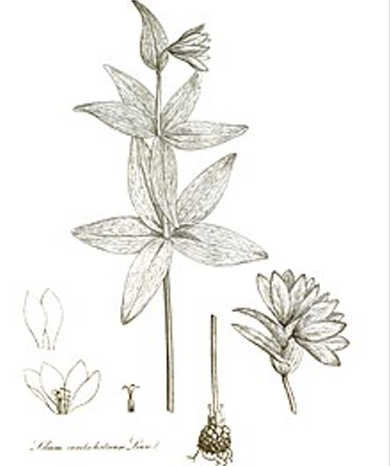 Строение луковицы рябчика камчатского (не нашла другой иллюстрации). Фото из инета