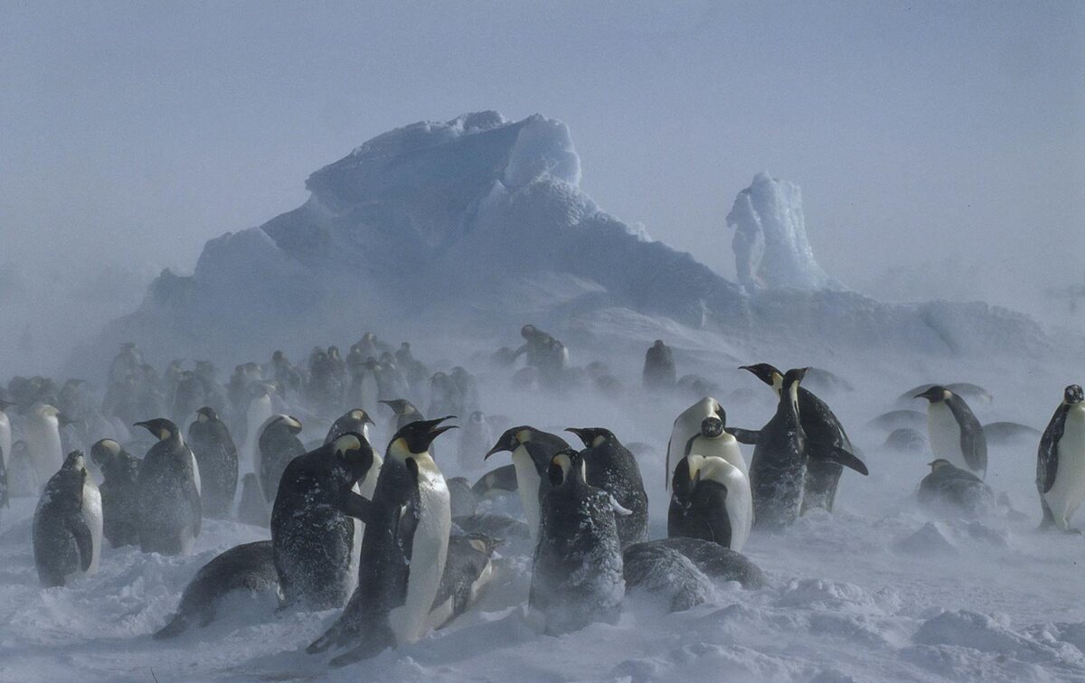 Императорский пингвин чемпион по нырянию среди пингвинов. Бухта Коммонвелс в Антарктиде. Антарктида материк пингвины. Бухта Commonwealth в Антарктиде. Пингвины в Антарктиде.