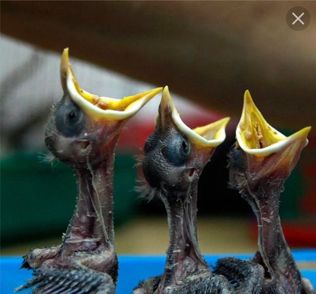 Птица с птенцами. Голодные птенцы. Птенцы в гнезде. Голодные птенцы. Голодные птенцы.