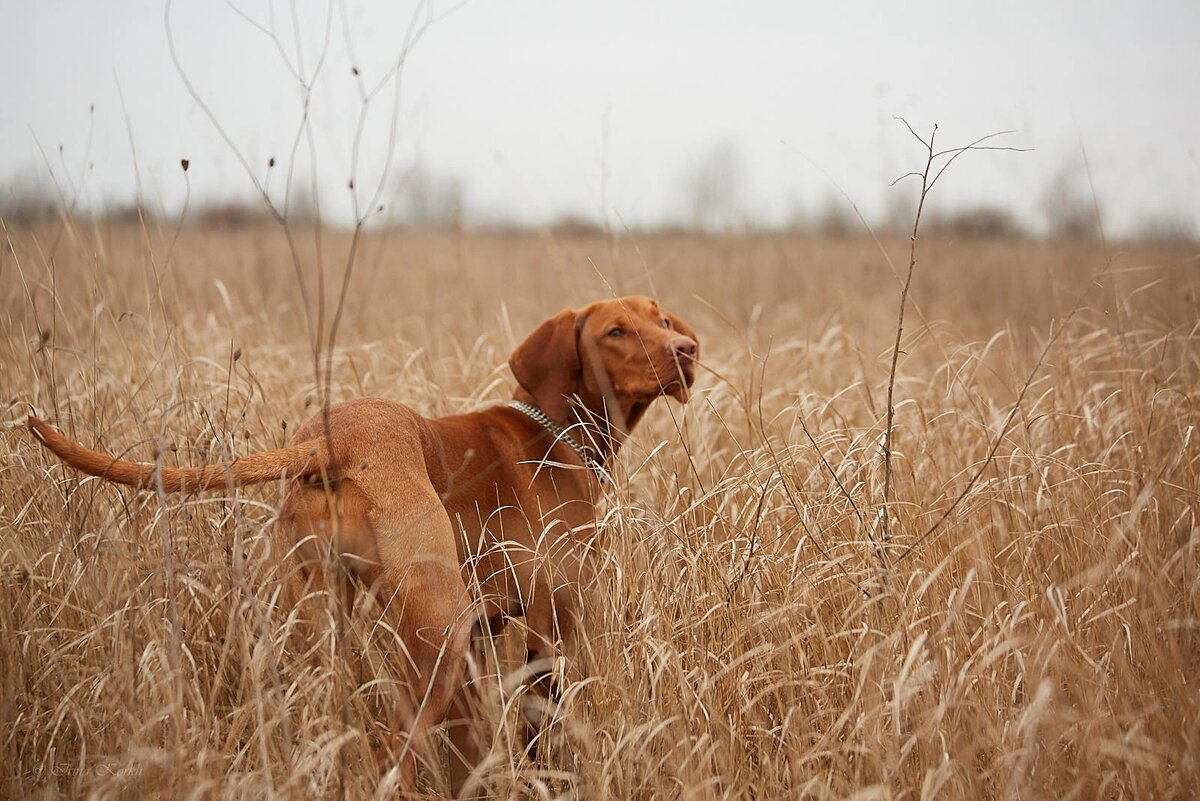 венгерская выжла