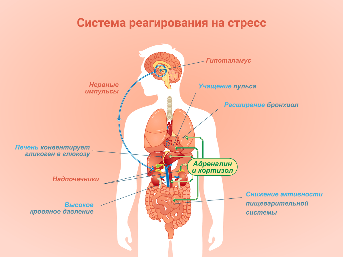 Физиологические реакции организма на стресс. Стресс организма. Влияние стресса на организм человека схема. Организм при стрессе. Влияние стресса на пищеварительную систему.