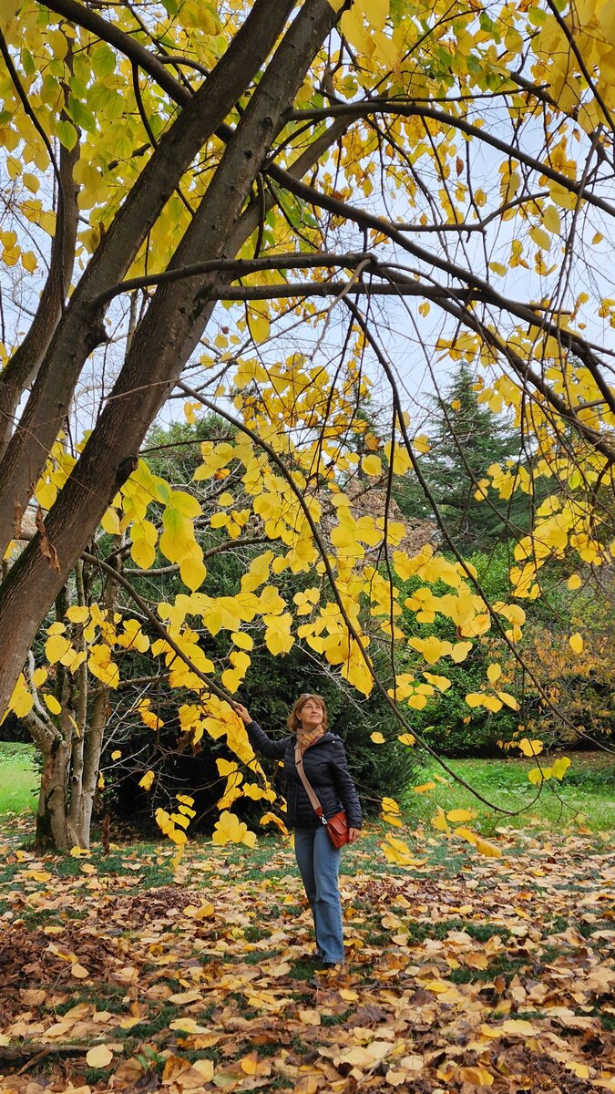 Огромная липа