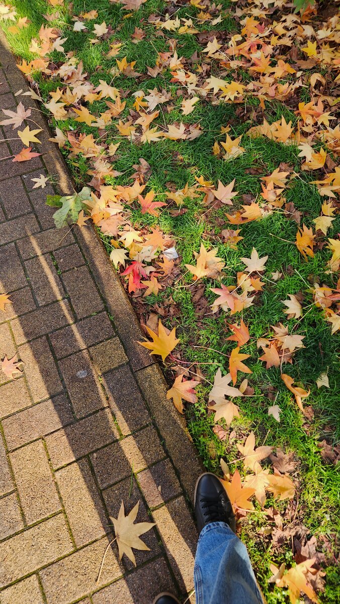 Вот это и есть листья ликвидамбара, 65 не клёна 