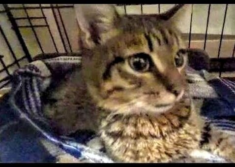 Кексик вчера после клиники