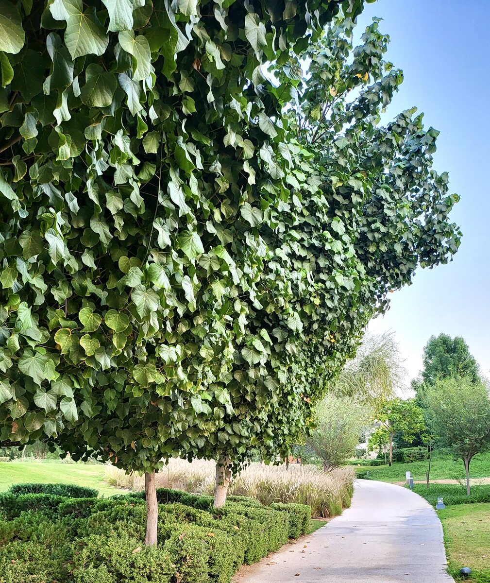 Парковая зона около нашего дома