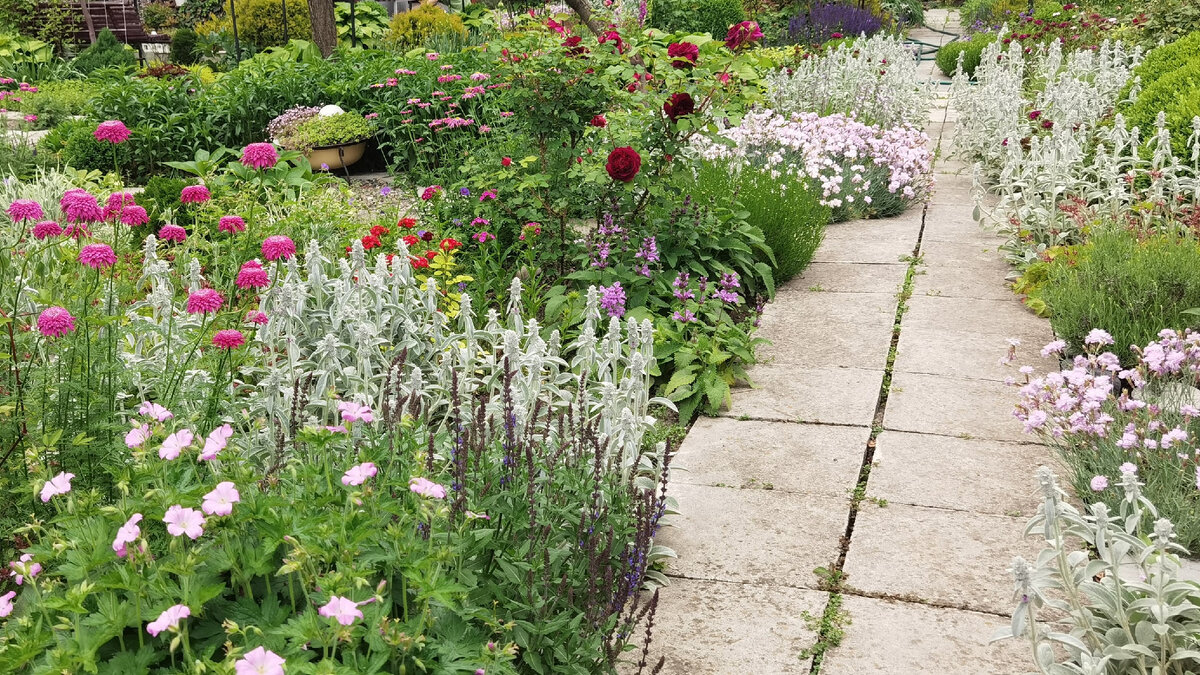 Герань, пиретрум, шалфей и гвоздика украшают розарий вдоль дорожки.
