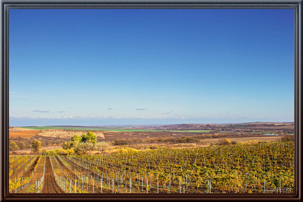 Виноградники у города Крымска и кубанские просторы на горизонте 