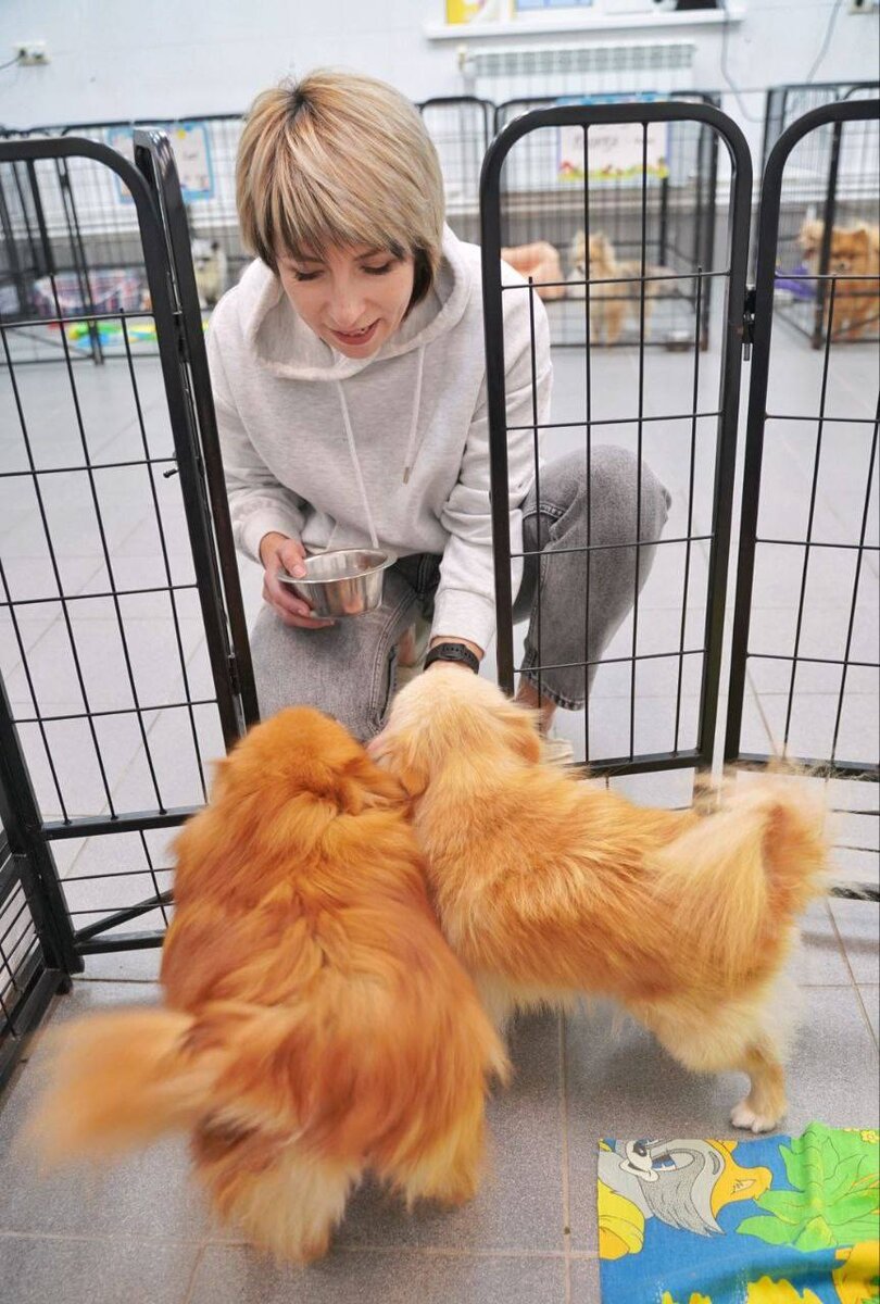 Юлия Рыжанушкина. Директор и основатель приюта для маленьких собак «Домик Мелкашей»