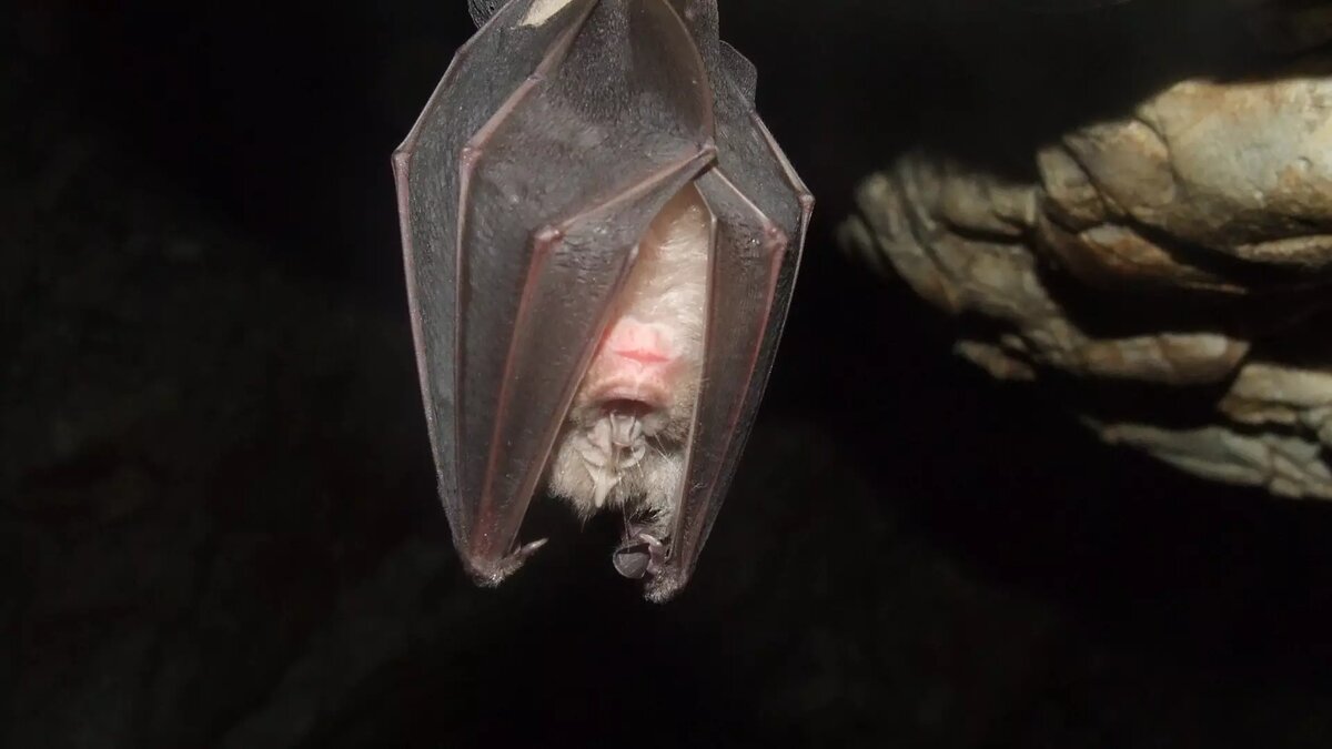     В Ростове на Ульяновской улице женщина сняла квартиру, где на балконе обнаружила 306 летучих мышей, которые выбрали это место для зимовки, фото и видео появилось в социальных сетях.