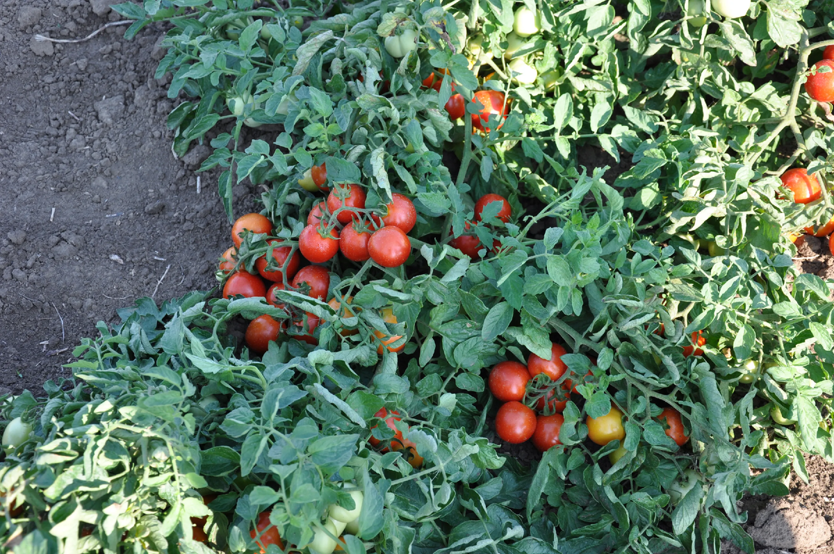Аскет в открытом грунте