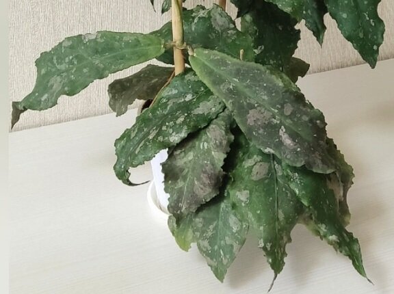 Фото интернет 