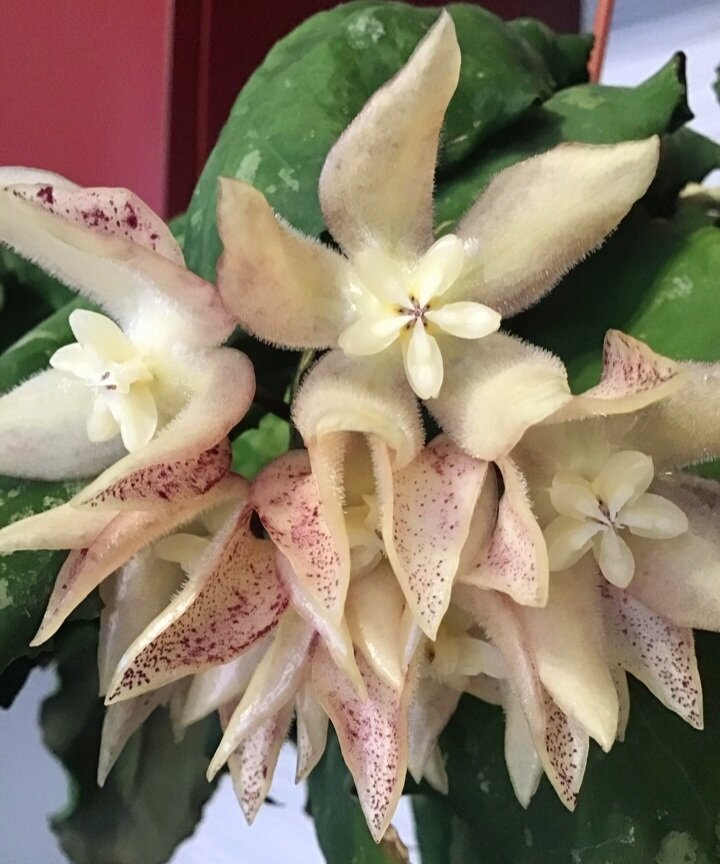 Фото интернет 