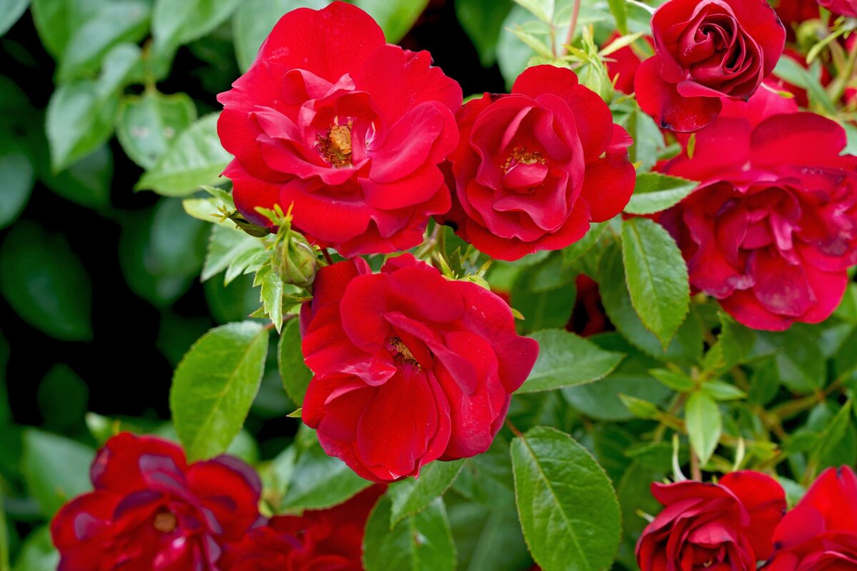 Фото Melville's Rose & Garden