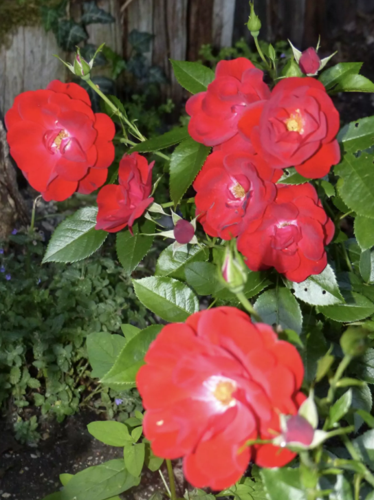 Фото W. Kordes' Söhne Rosenschulen GmbH & Co KG