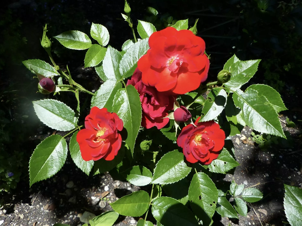 Фото W. Kordes' Söhne Rosenschulen GmbH & Co KG