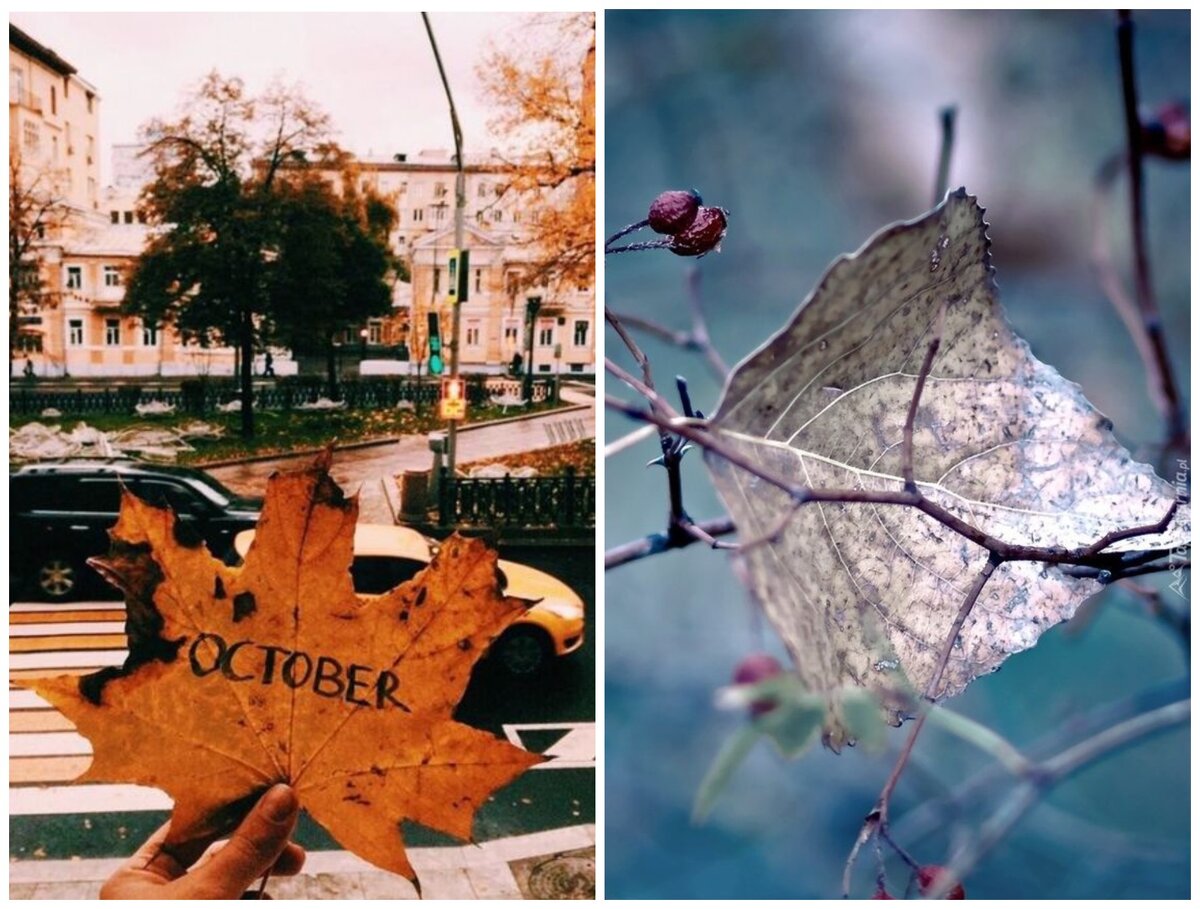 2. Листья и листья.