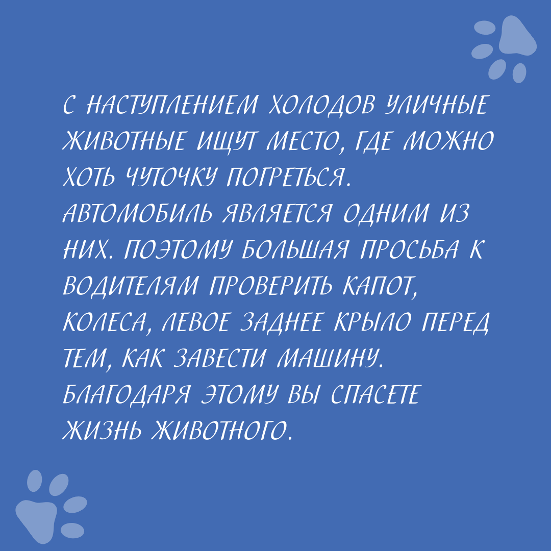 Водитель авто, будь внимателен! | ЗооЗабота | Дзен