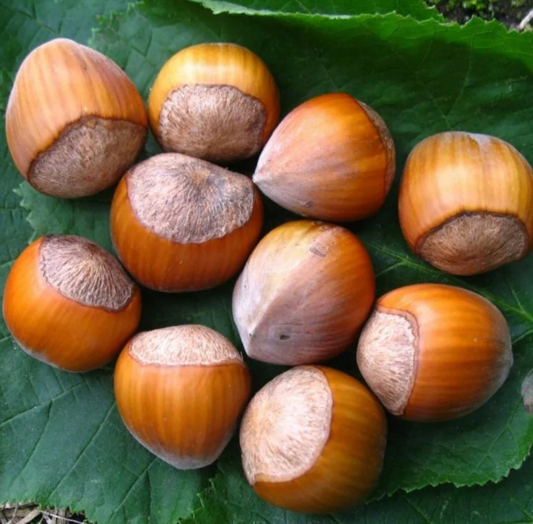 орех лещина и фундук. лещина обыкновенная/орешник/фундук. фундук арахис орех. лесной орех дерево орешник. орех лещина и фундук.