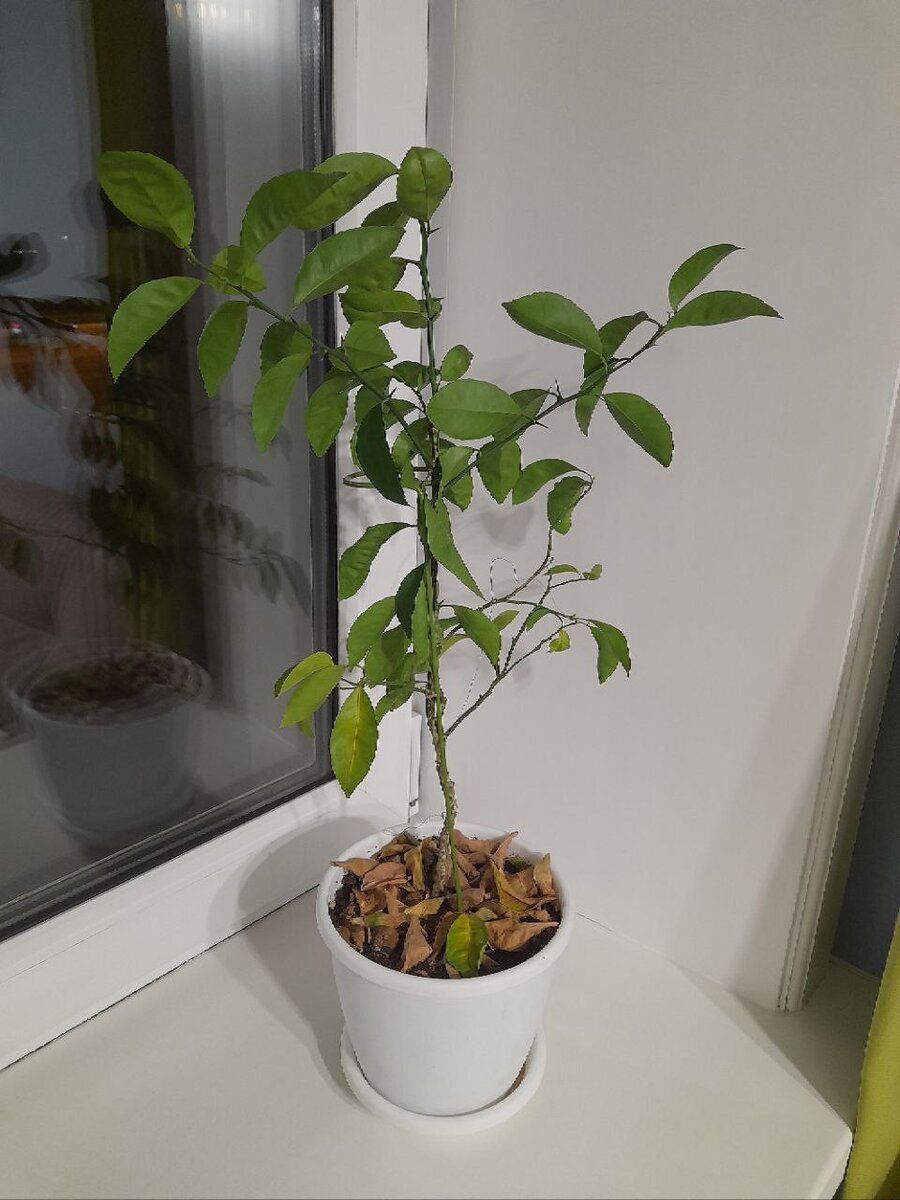 Мой мандаринчик из косточки