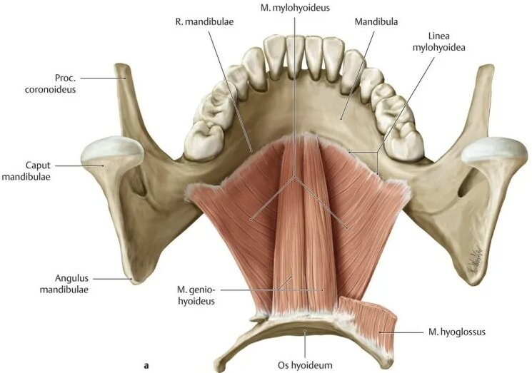 Подъязычная линия нижней челюсти. Linea mylohyoidea. Челюстно-подъязычная мышца (m. mylohyoideus). Fossa digastrica нижней челюсти.