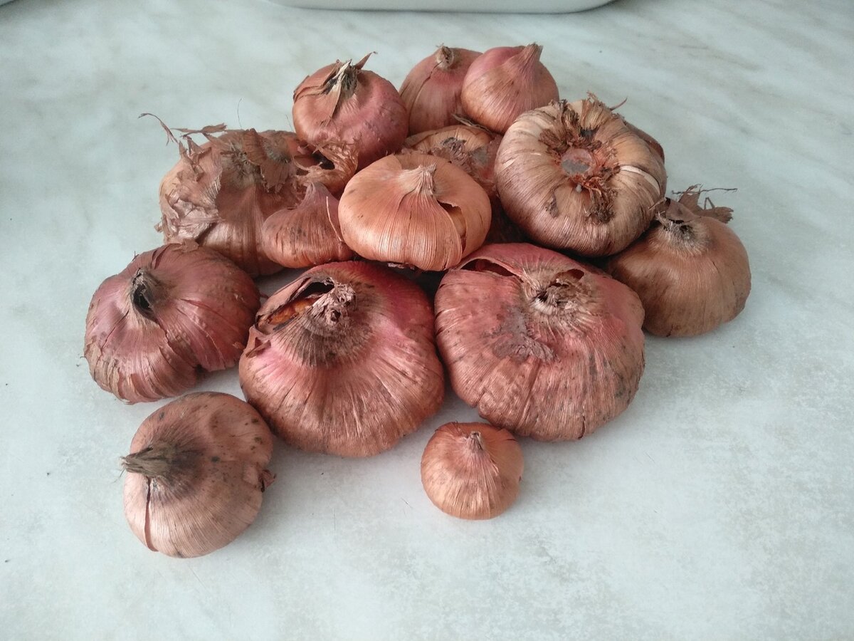 Гиацинт выкопка луковиц. Луковица гладиолуса проклюнулась. Гладиолусы луковицы проращивать. Протравливание луковицы гладиолусов. Клубнелуковица гладиолуса.