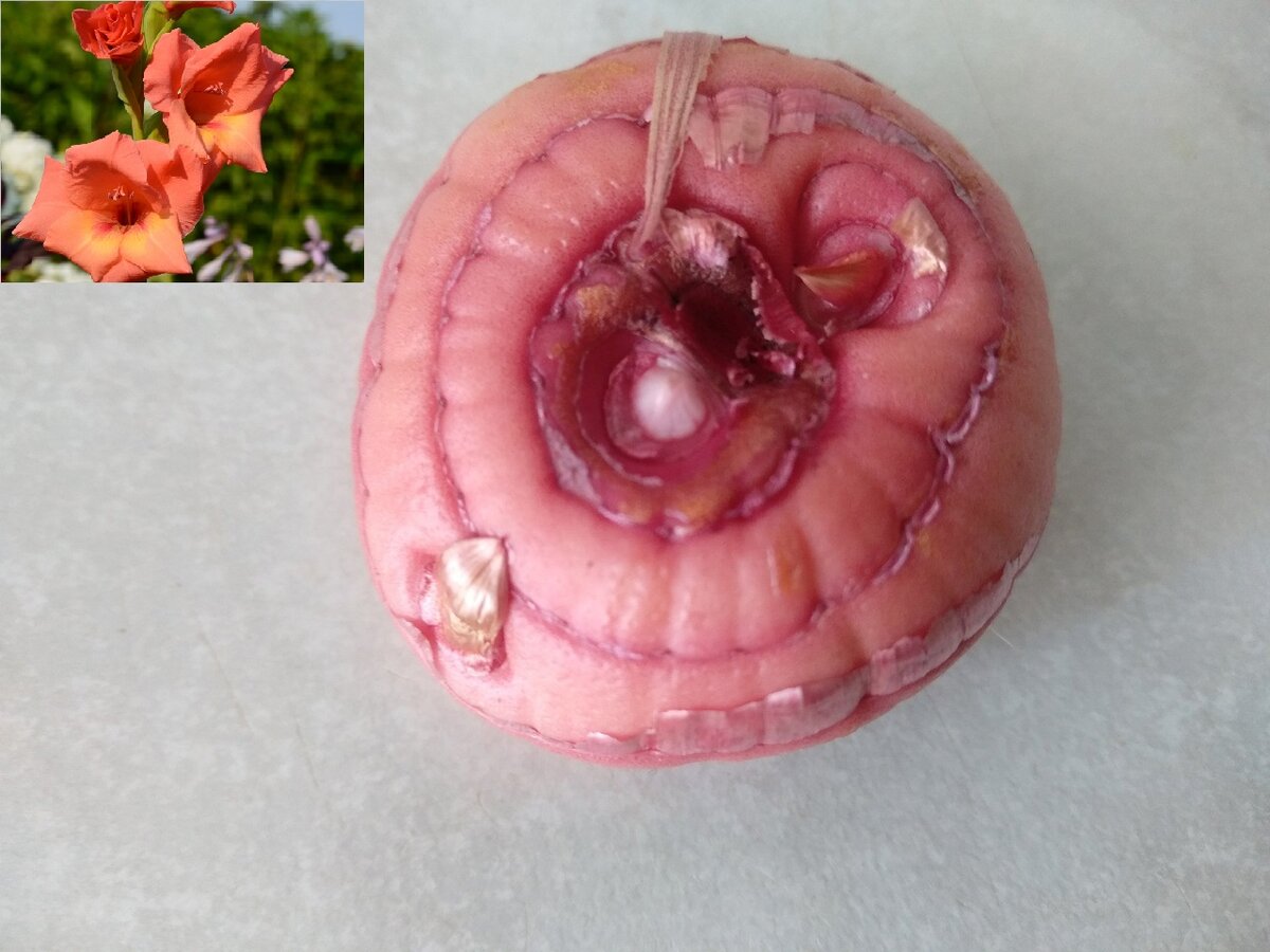 Луковица гладиолуса с Петер Пирс