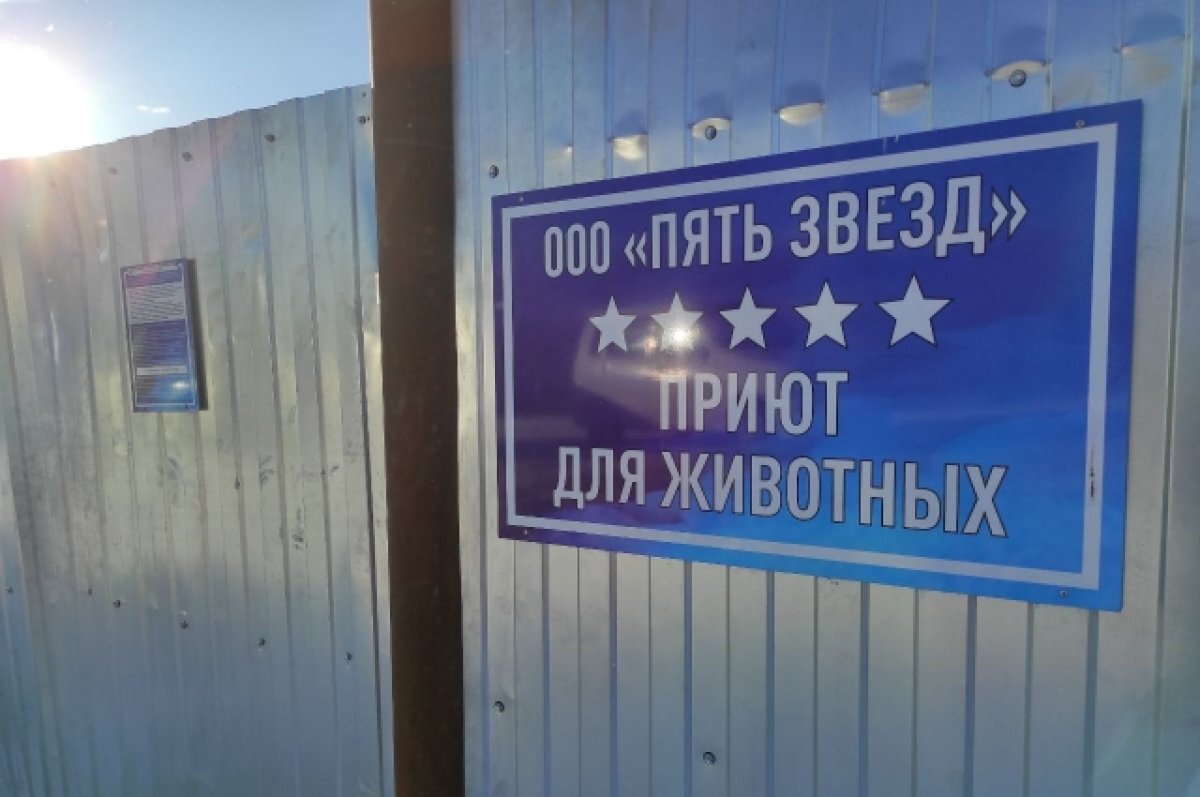    Стали известны подробности инцидента у собачьего приюта «Пять звёзд» в Чите