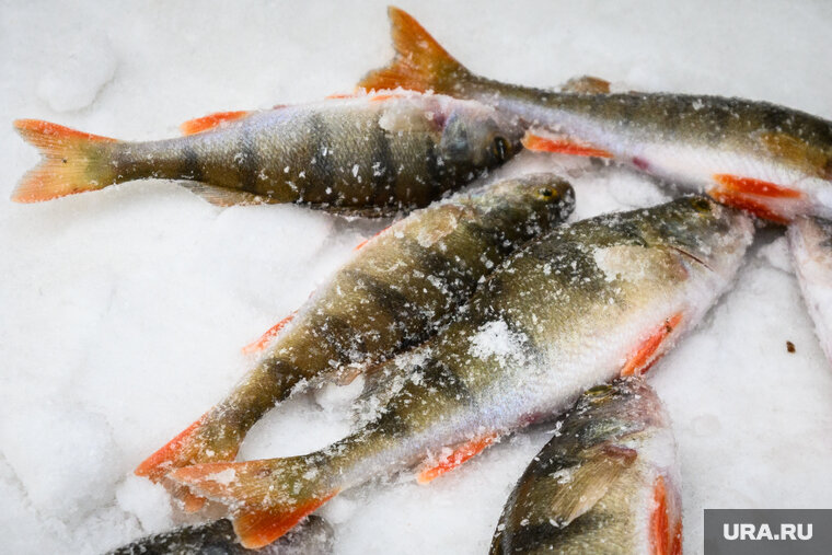    Мужчина незаконно выловил 74 рыбы