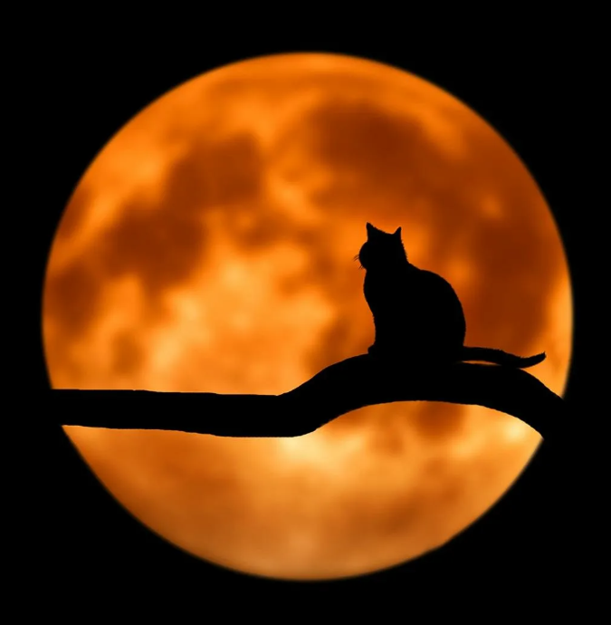 Изображение из интернета