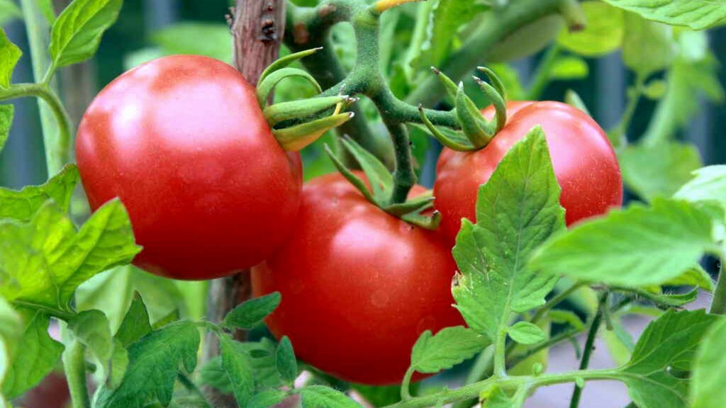 Выращивание томатов. топ 7 сортов