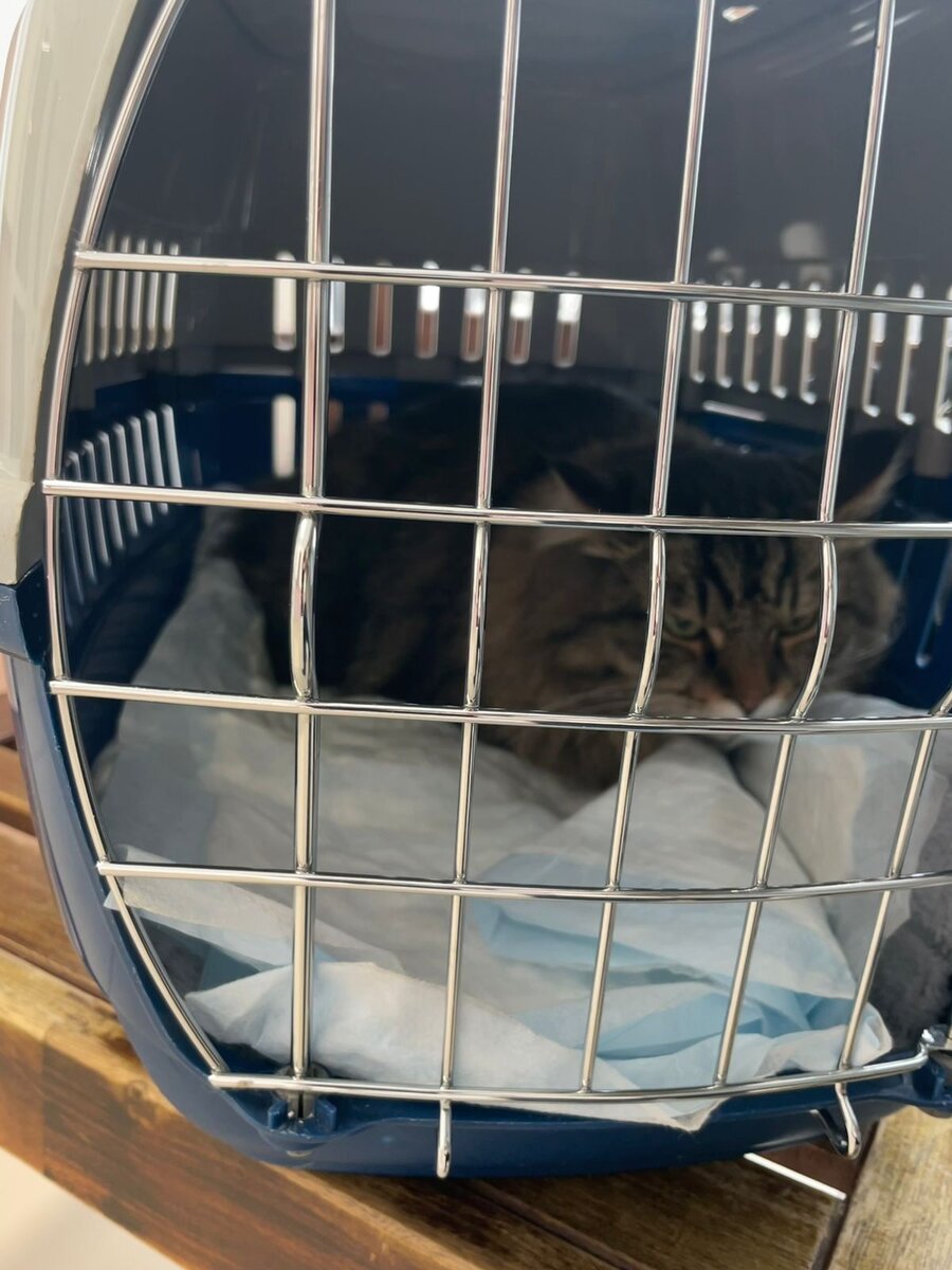 По дороге в клинику 