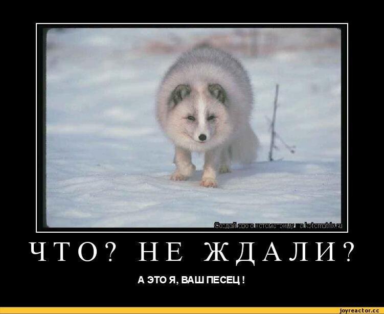 песец демотиваторы. и тут пришел песец. писец приколы. песец пришел. полярный песец.