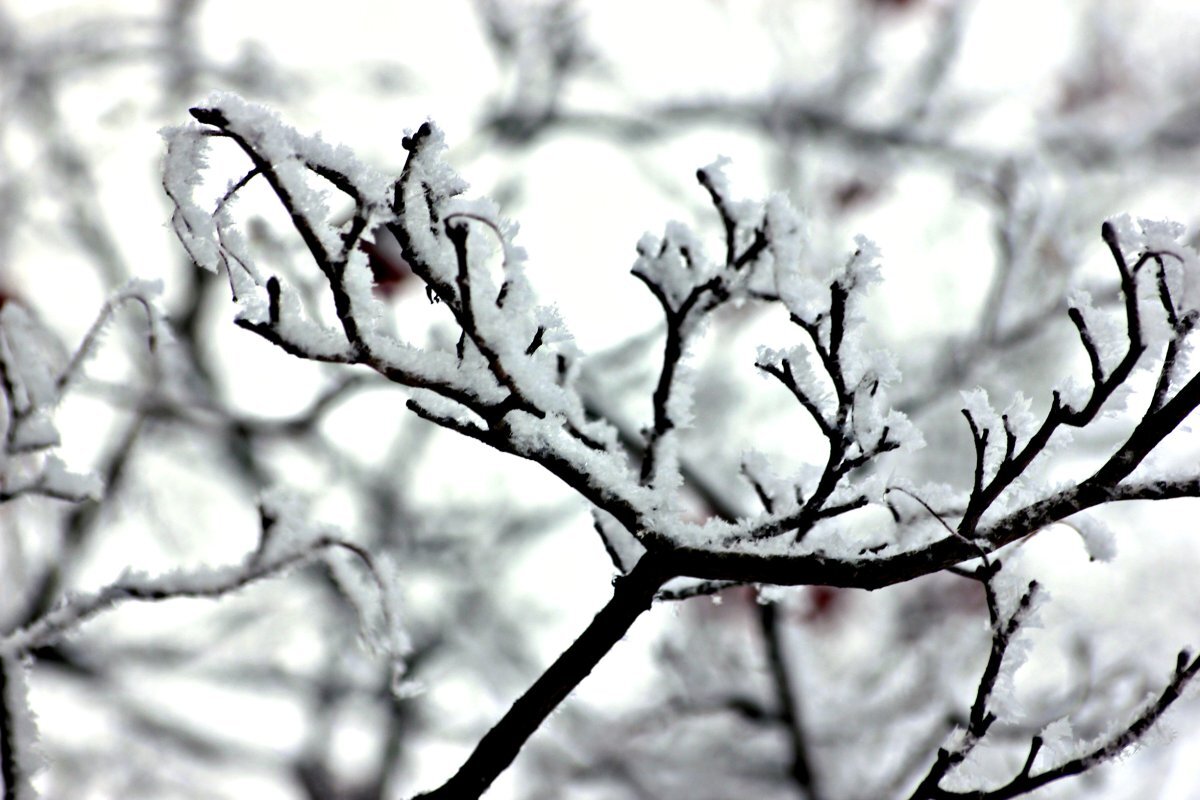    До -11 градусов прогнозируется в Псковской области 7 декабря