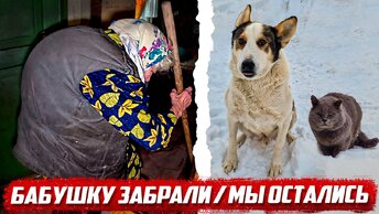 Что будет с бабушкой и животными дальше?