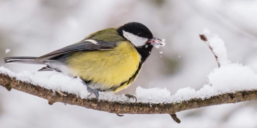    Алёна Бобрович.