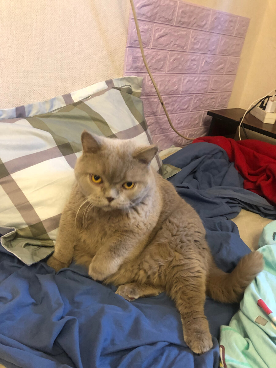 Кокос 🥥 отдыхает после завтрака