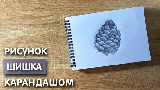 Как нарисовать шишку пихты простым карандашом