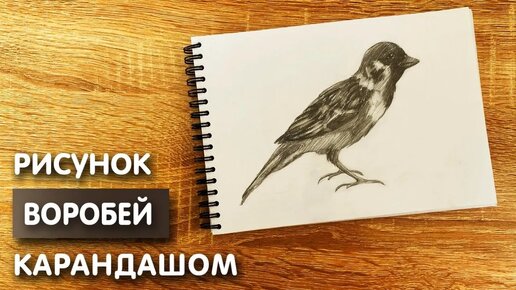 Как нарисовать воробья карандашом | Рисунок для начинающих поэтапно